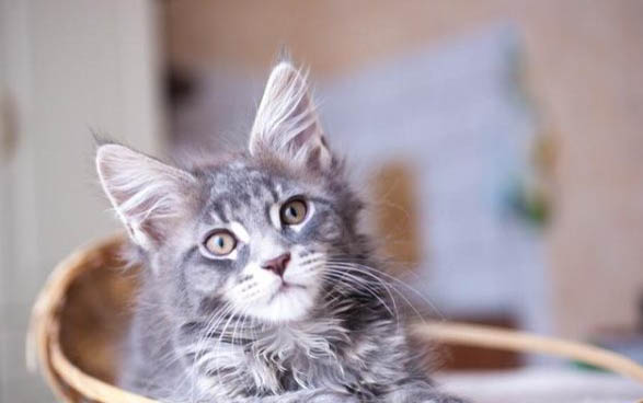 貓咪飼養的注意事項