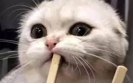 小貓咪為什么喜歡蹭人