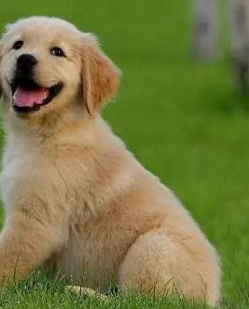 金毛幼犬一天睡多久
