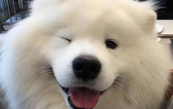 狗狗打完疫苗一直抖是怎么了