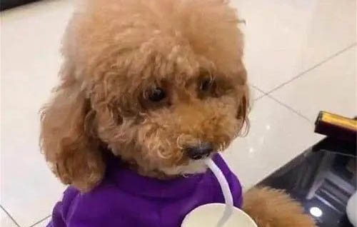 狗狗訓練、拉布拉多犬機械刺激訓練法介紹