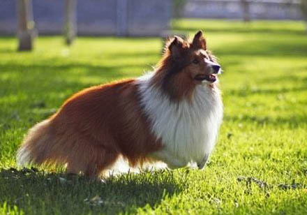 喜樂蒂牧羊犬可以吃什么食物