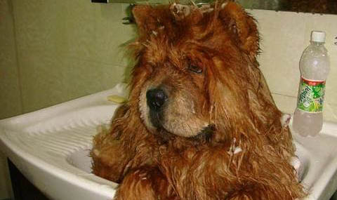 熊獅犬和松獅犬哪個好
