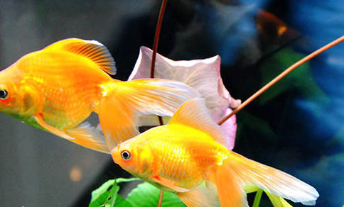 養(yǎng)銀龍魚合適的魚缸尺寸