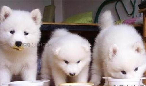 雞腸怎么處理喂狗
