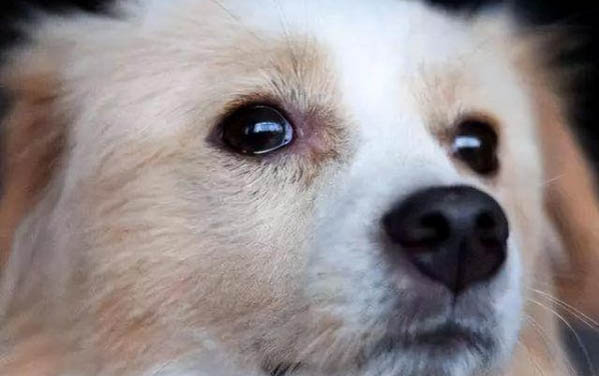 狗狗狗瘟熱癥狀