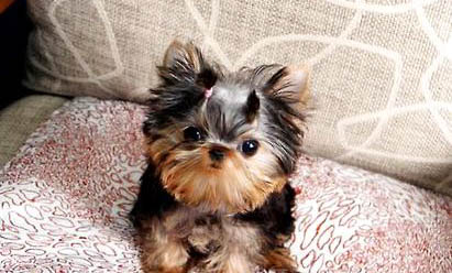 茶杯犬能活多久？