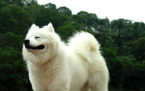 薩摩犬瘟后遺癥能活多久