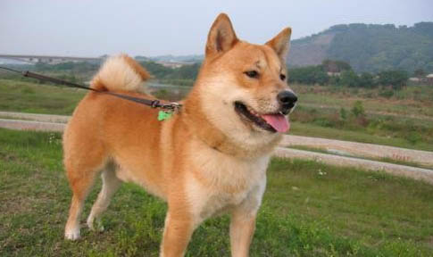 豆柴犬和柴犬哪個貴