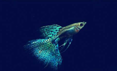 孔雀魚爛尾原因與治療