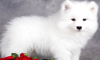 薩摩耶犬幾個月開始猛長？