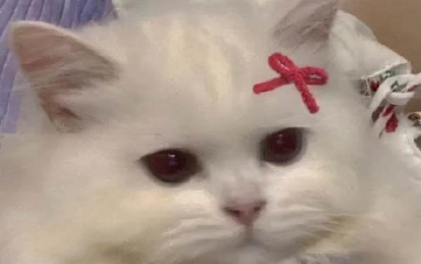 小貓眼睛有白色粘液