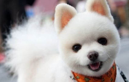 博美犬和狐貍狗的區別
