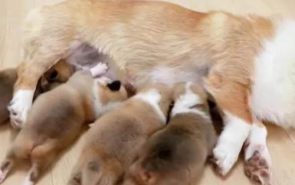 吃什么能讓狗狗毛色好看？