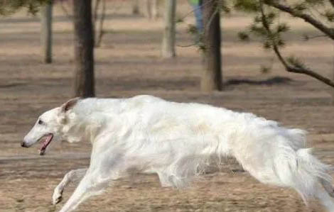 怎么判斷蘇俄獵狼犬得了什么病
