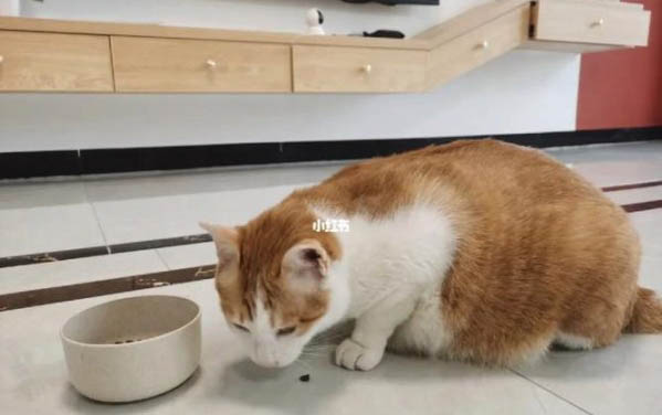 貓咪口炎需要吃什么消炎藥