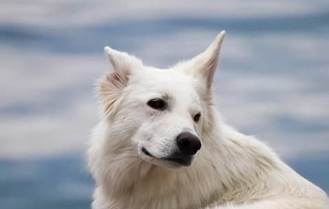 狗狗打了狂犬疫苗的不良反應有哪些
