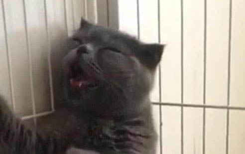 貓咪名字創意