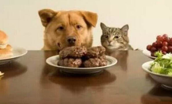 狗狗得了犬瘟多久才會發病?