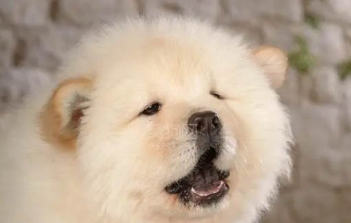 松獅犬有什么優(yōu)缺點(diǎn)