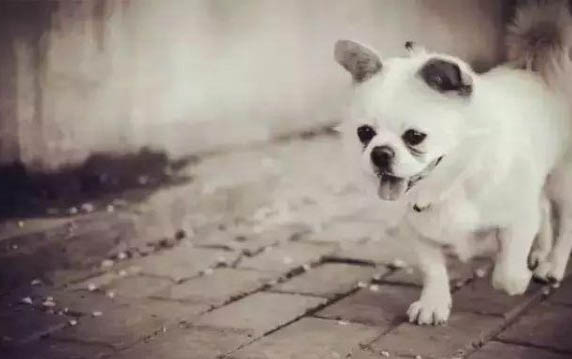 狗得了狗瘟會自愈嗎