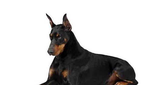 杜高犬打獵怎么樣?