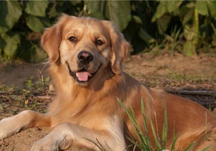 給金毛犬剃毛好不好