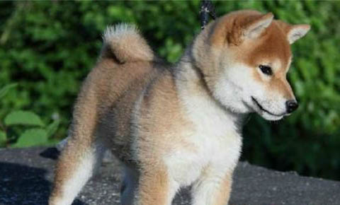 如何挑選秋田犬幼犬