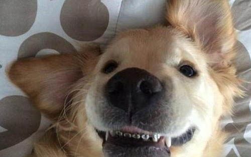 狗狗疫苗要隔多久打一次