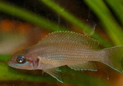 白邊燕尾魚好養嗎