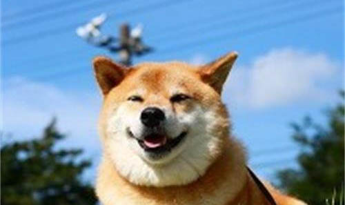 柴犬和小黃土狗的區別有哪些