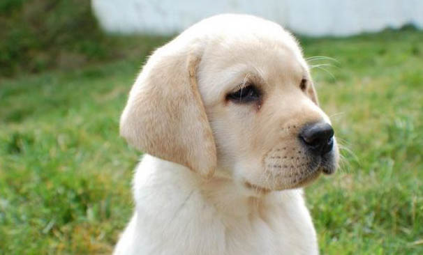 公犬發情期大概持續多久呢？