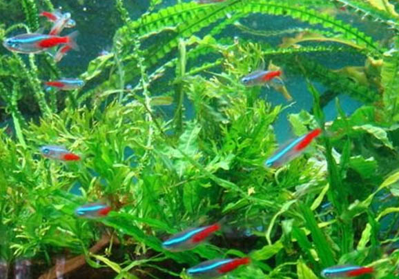 紅綠燈魚能和孔雀魚混養嗎