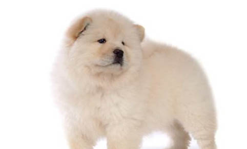 狗狗可以吃核桃么