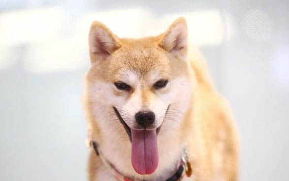 惠比特犬怎么挑選