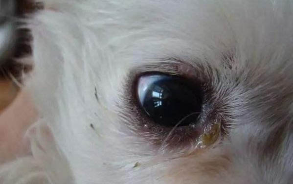 狗狗懷孕為什么