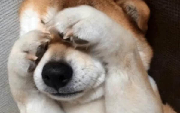 狗狗眼睛有紅血絲的原因有哪些