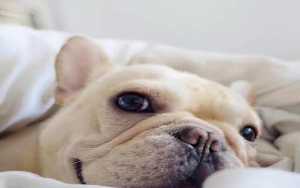 犬瘟出現抽搐還能活多久