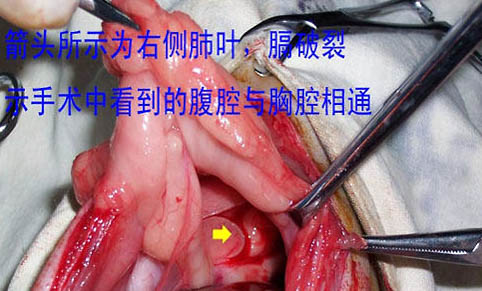 貓咪像哮喘一樣一抽一抽的
