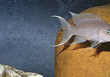 白邊燕尾魚好養嗎