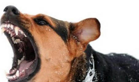 攜帶狂犬病的狗有哪些特征