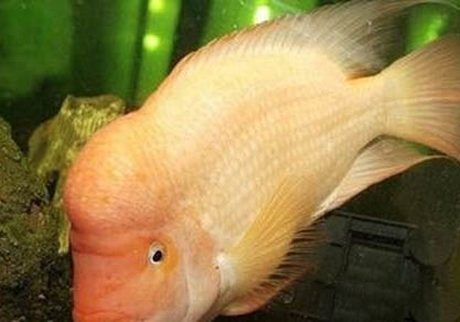 家庭養(yǎng)魚的七大注意事項(xiàng)