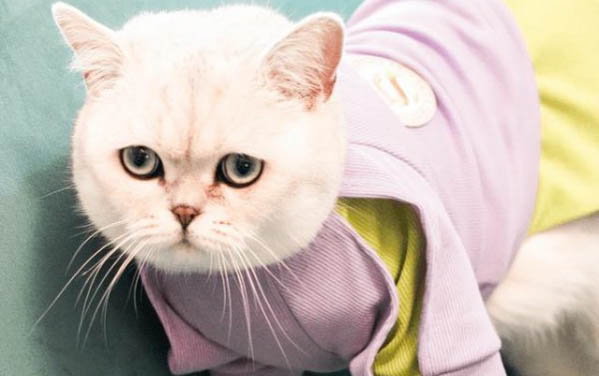 貓咪可以吃西瓜嗎？