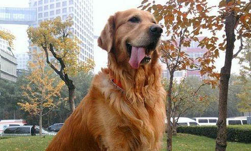 如何輕松幫助金毛犬遠離螨蟲傷害