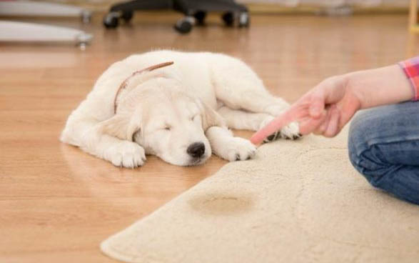 狗狗經常嘔吐