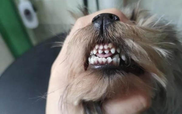 小狗突然癱瘓了