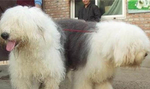 狗狗能吃石榴么？