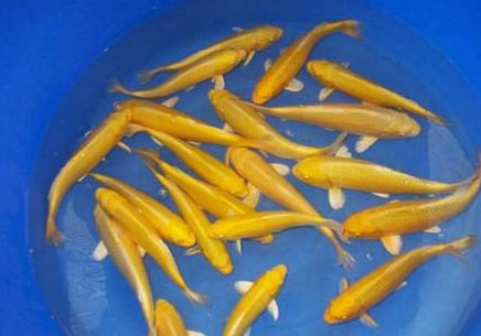 錦鯉魚身上有白色絮狀物物質(zhì)