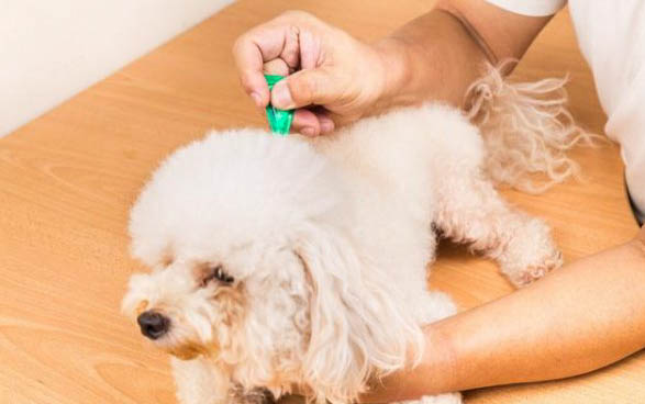 狗狗球蟲感染拉肚子可以喂什么