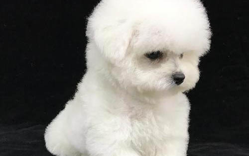 幼犬感冒了喂什么藥